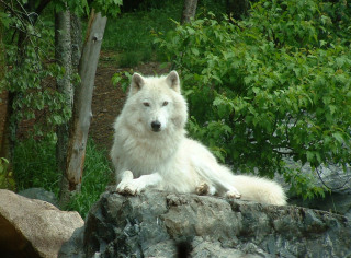 pointedly-white-wolf